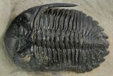 Spiny Walliserops Hammi Trilobite With Hollardops & Morocops #355819-2